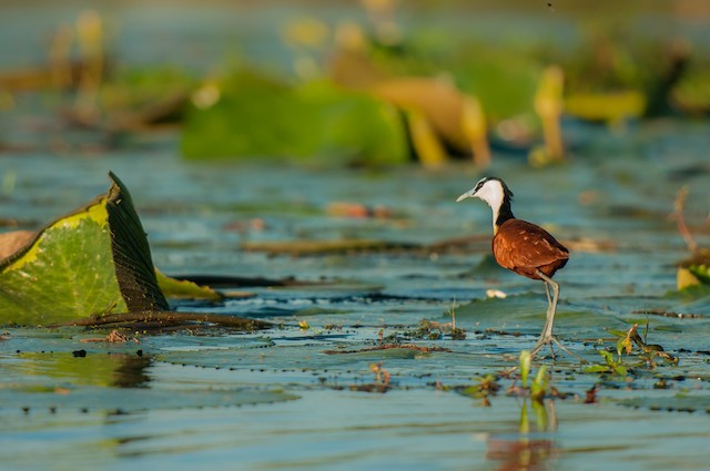 African Jacana