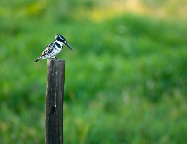 Pied Kingfisher