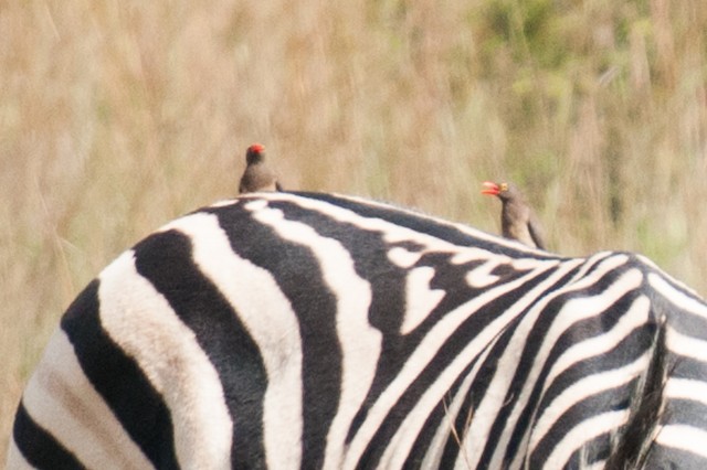 Red-billed Oxpecker