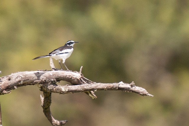 African Pied Wagtail