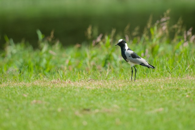 Blacksmith Lapwing