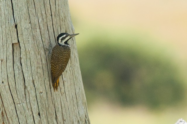 Bearded Woodpecker