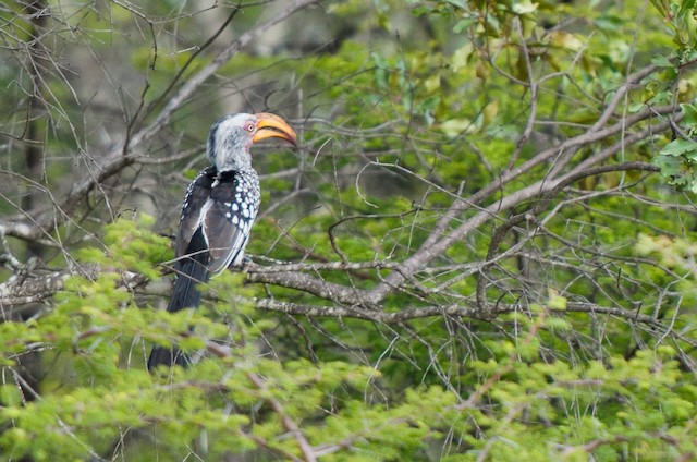 Southern Yellow-billed Hornbill