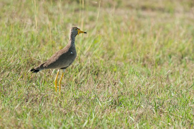 Wattled Lapwing