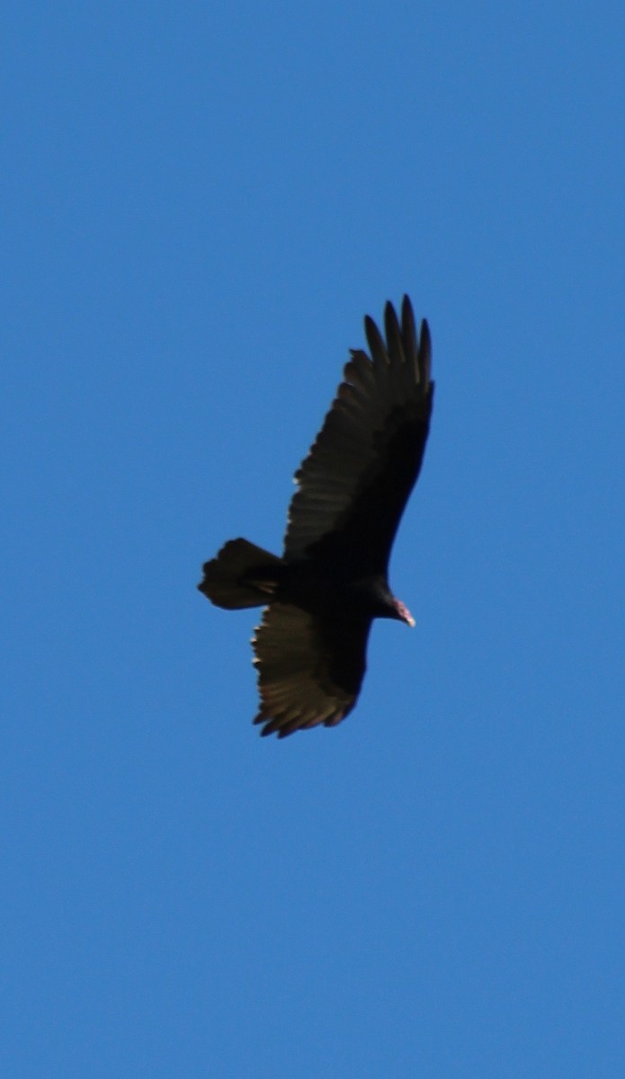 Turkey Vulture - ML69479381