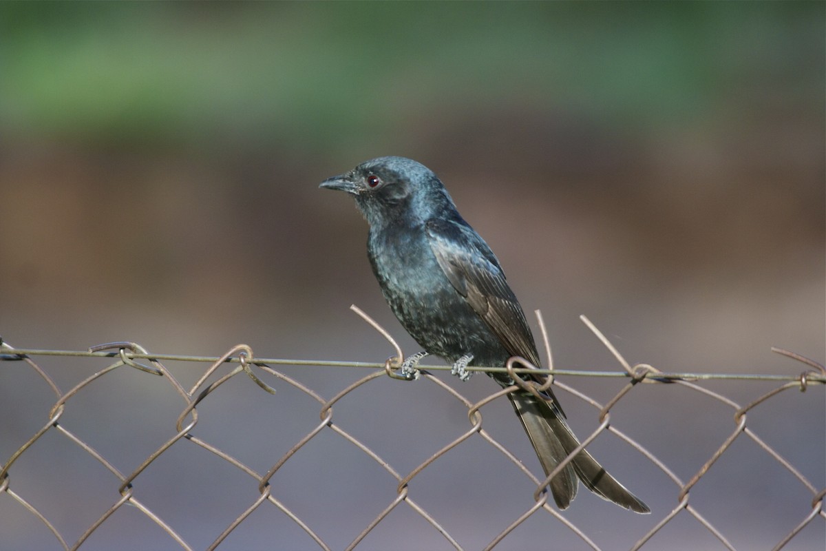 Fork-tailed Drongo - ML69479421