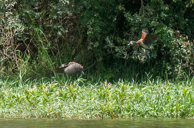 White-faced Whistling-Duck