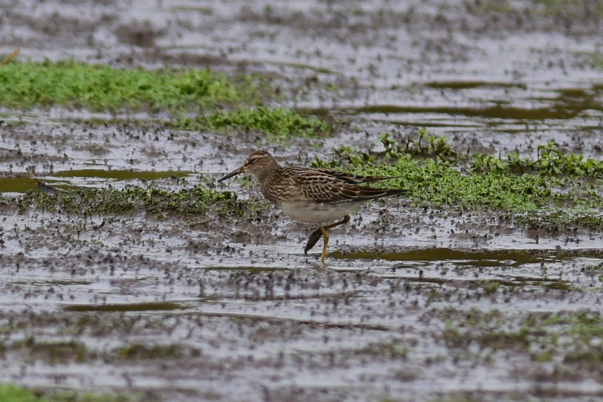Pectoral Sandpiper - Mike Charest