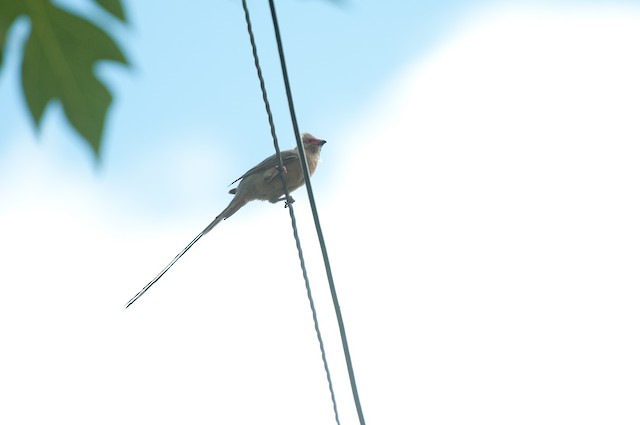 Red-faced Mousebird