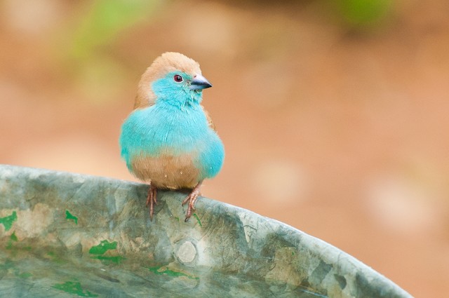 Southern Cordonbleu