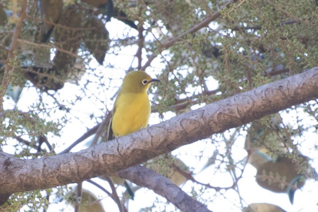 Southern Yellow White-eye