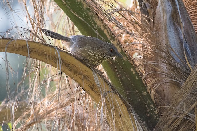 Arrow-marked Babbler