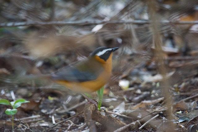 White-browed Robin-Chat