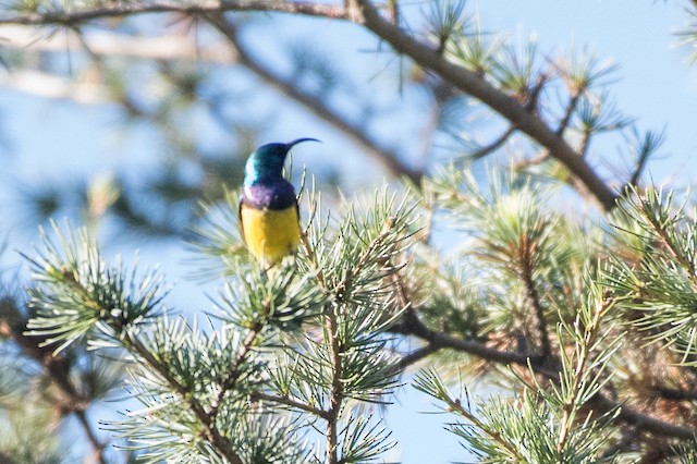 Variable Sunbird