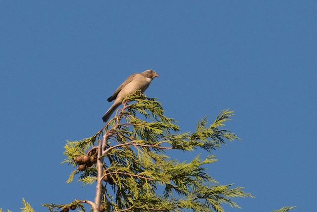 Streaky-headed Seedeater