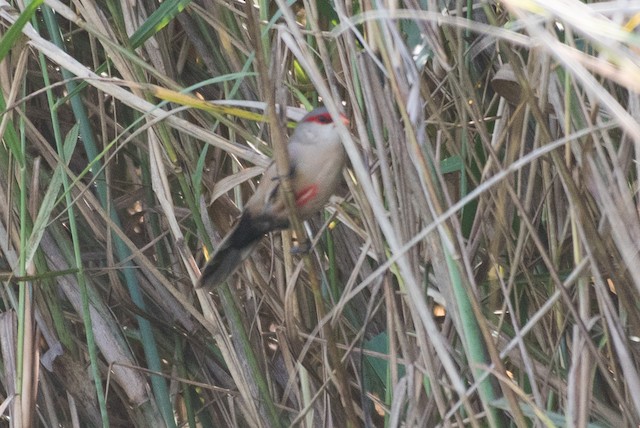 Common Waxbill