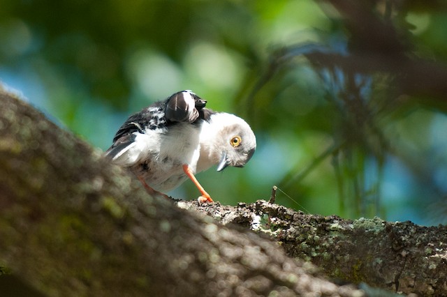 White Helmetshrike