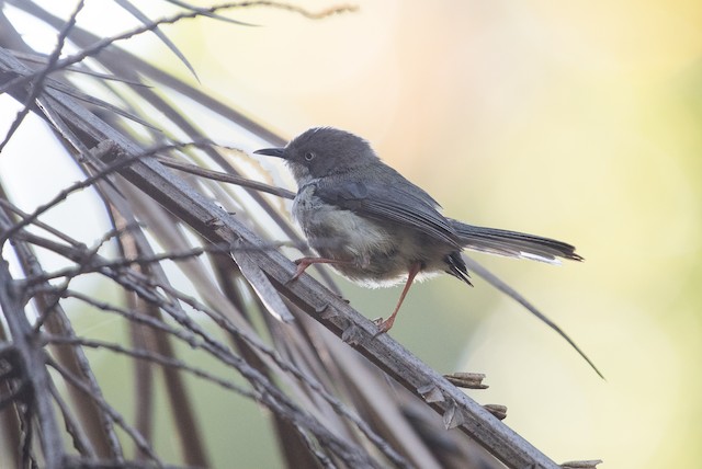 Bar-throated Apalis