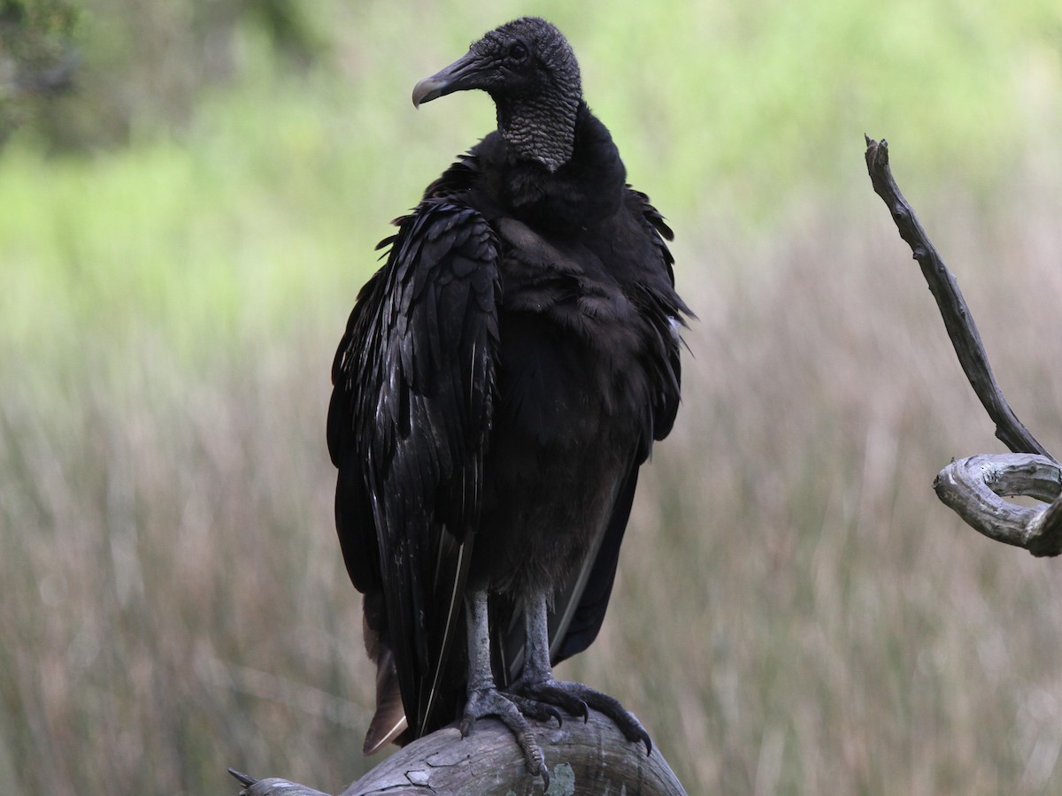 Black Vulture - Marshall Weber