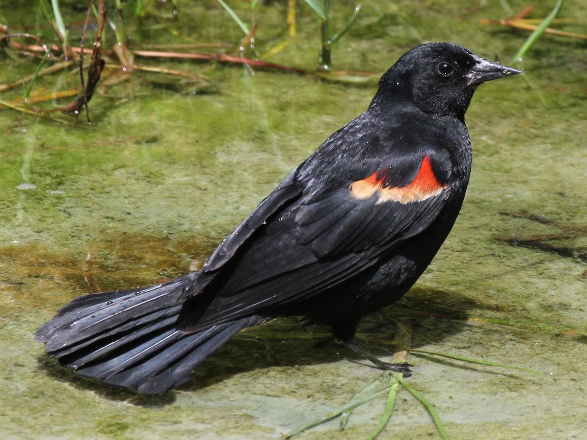 Red-winged Blackbird - Marshall Weber