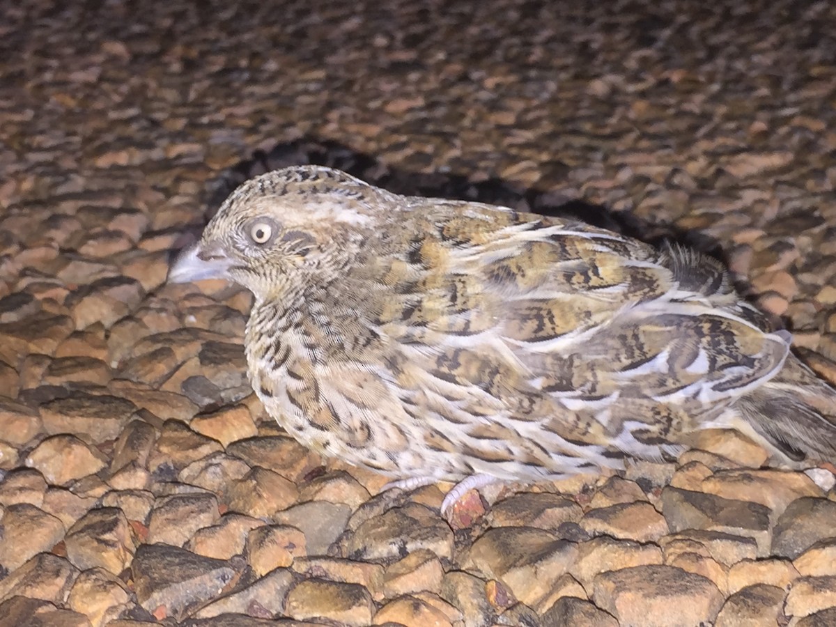 Red-chested Buttonquail - Marc Gardner