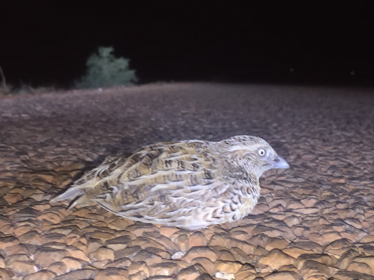 Red-chested Buttonquail - ML69491891