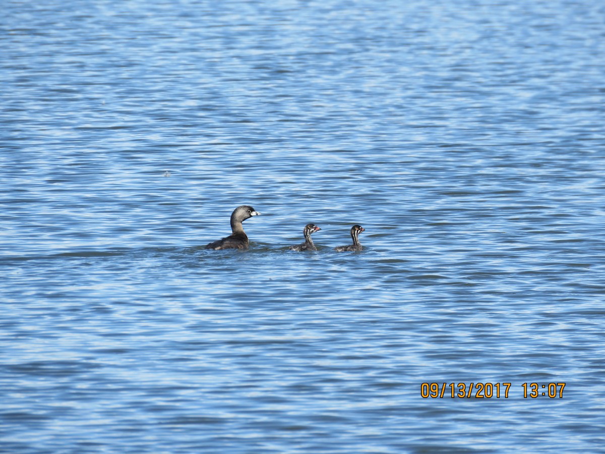 Pied-billed Grebe - Don Witter