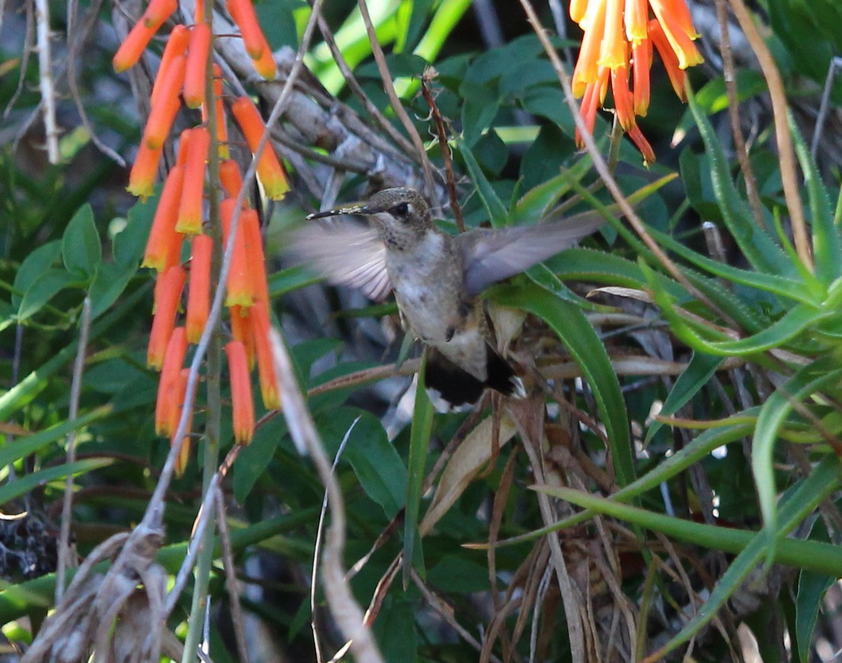 Black-chinned Hummingbird - Andrew Lee