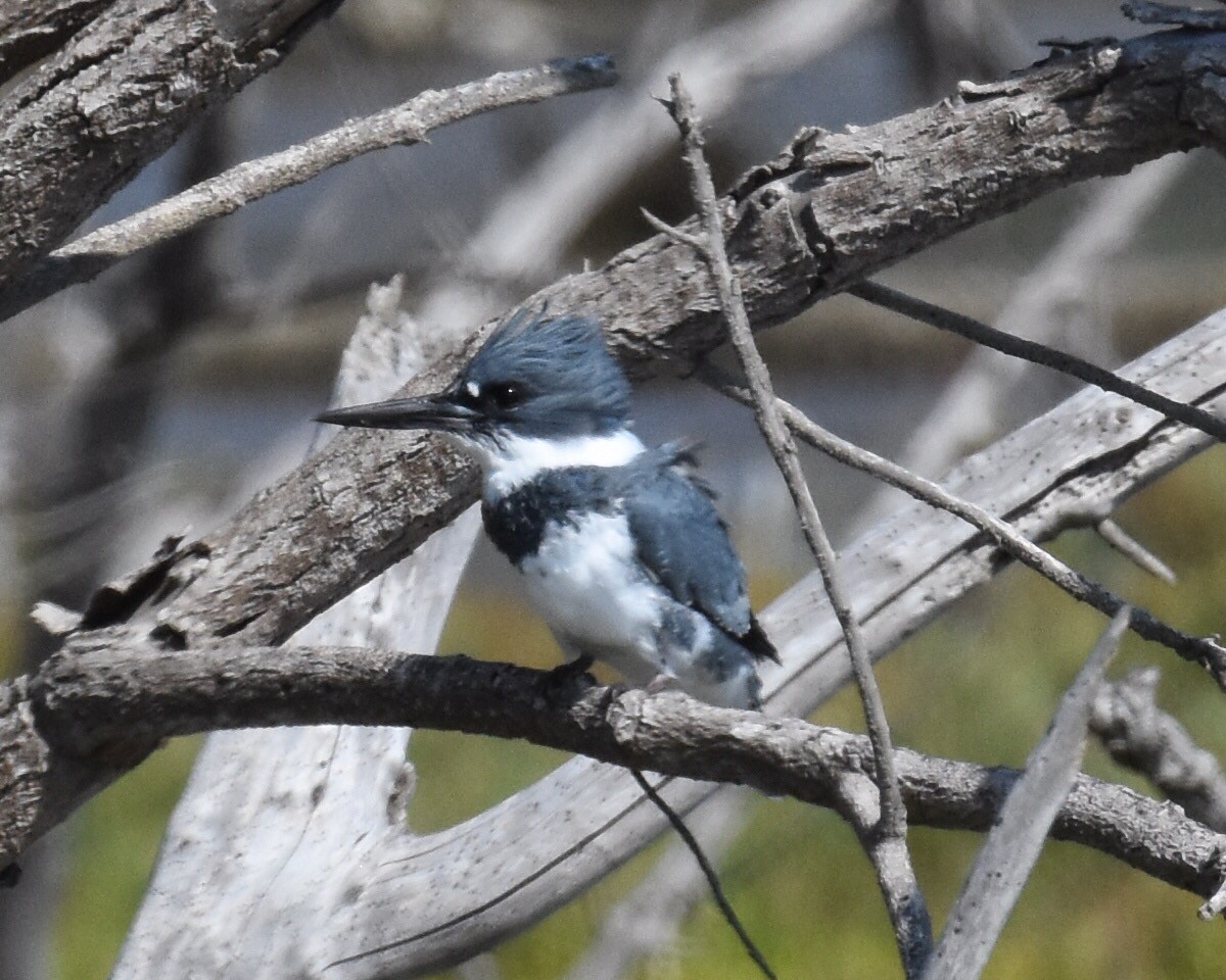 Belted Kingfisher - ML69495281