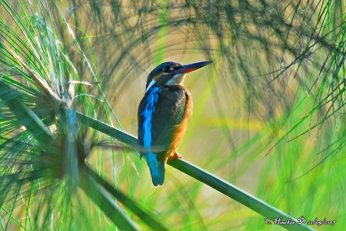Common Kingfisher - Carl  Hawker