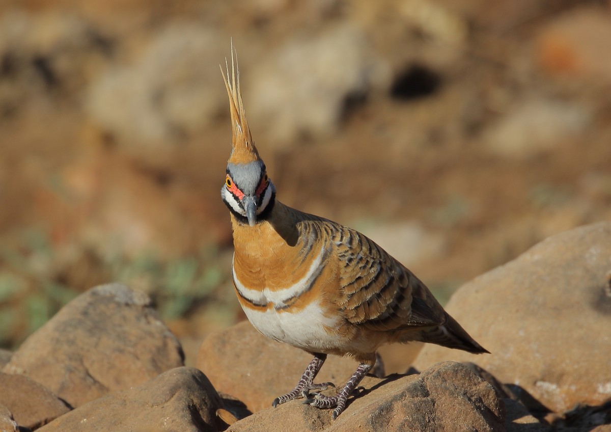Spinifex Pigeon - ML69499441