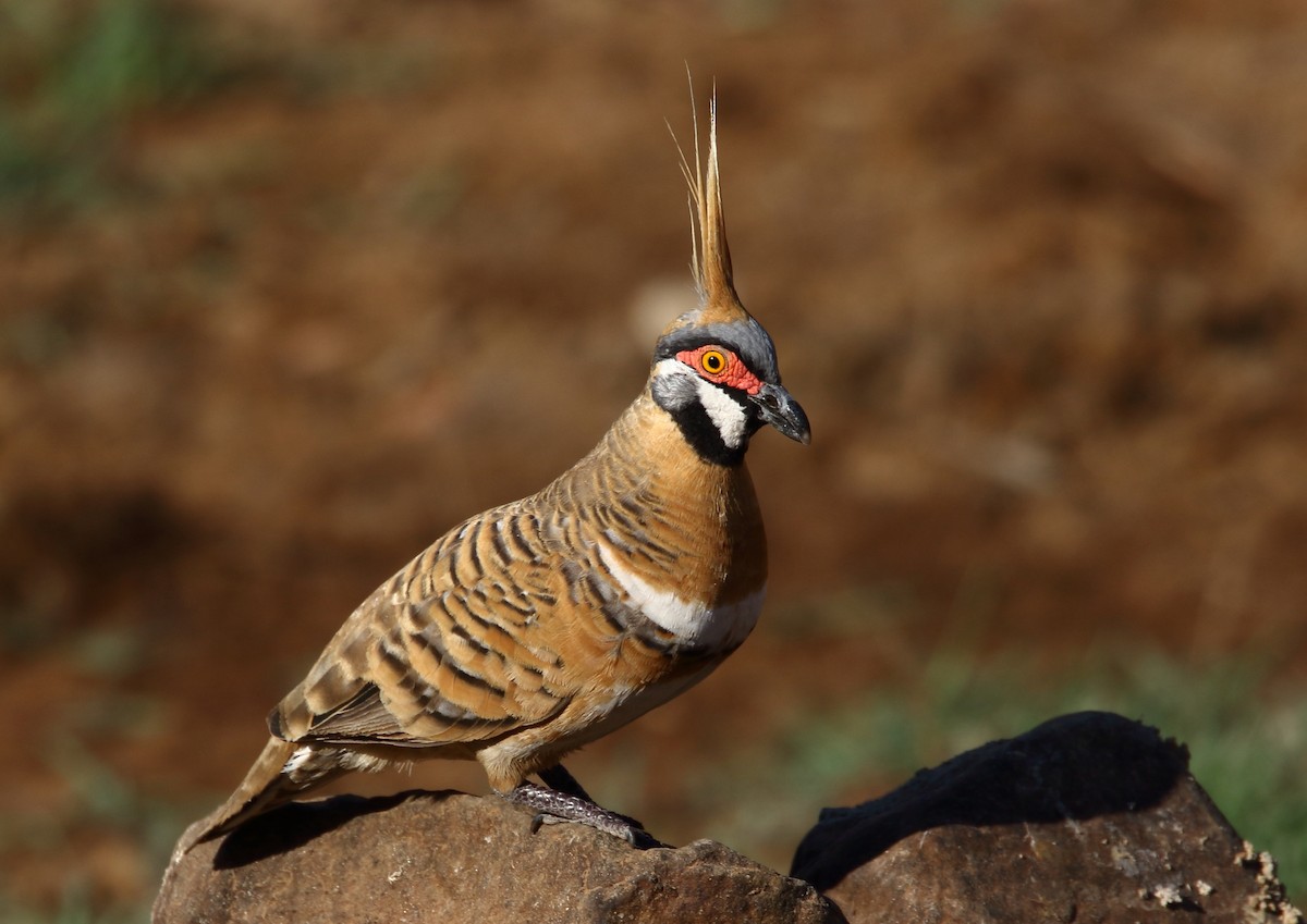 Spinifex Pigeon - ML69499461
