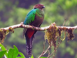 人気ショップ カンムリカザリキヌバネドリ - eBird ヘアゴム