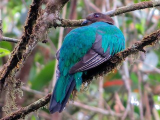 キンガシラカザリキヌバネドリ - eBird