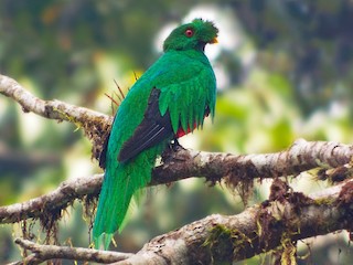 カンムリカザリキヌバネドリ - eBird