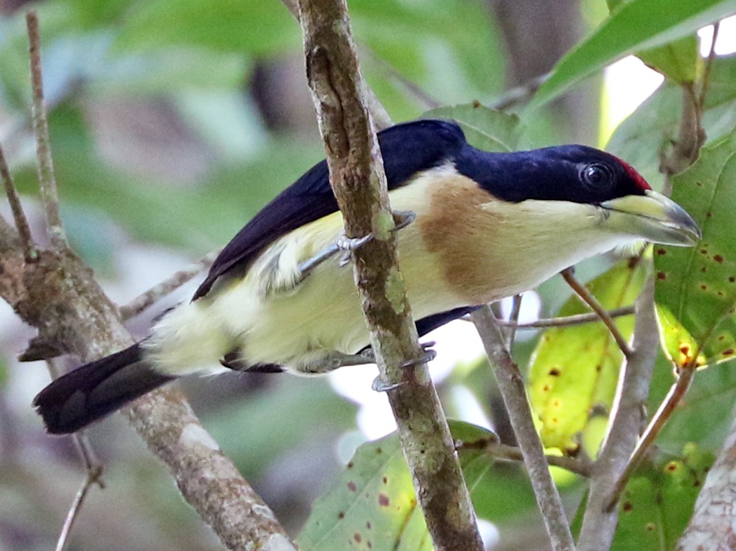 White-mantled Barbet - Trina Anderson