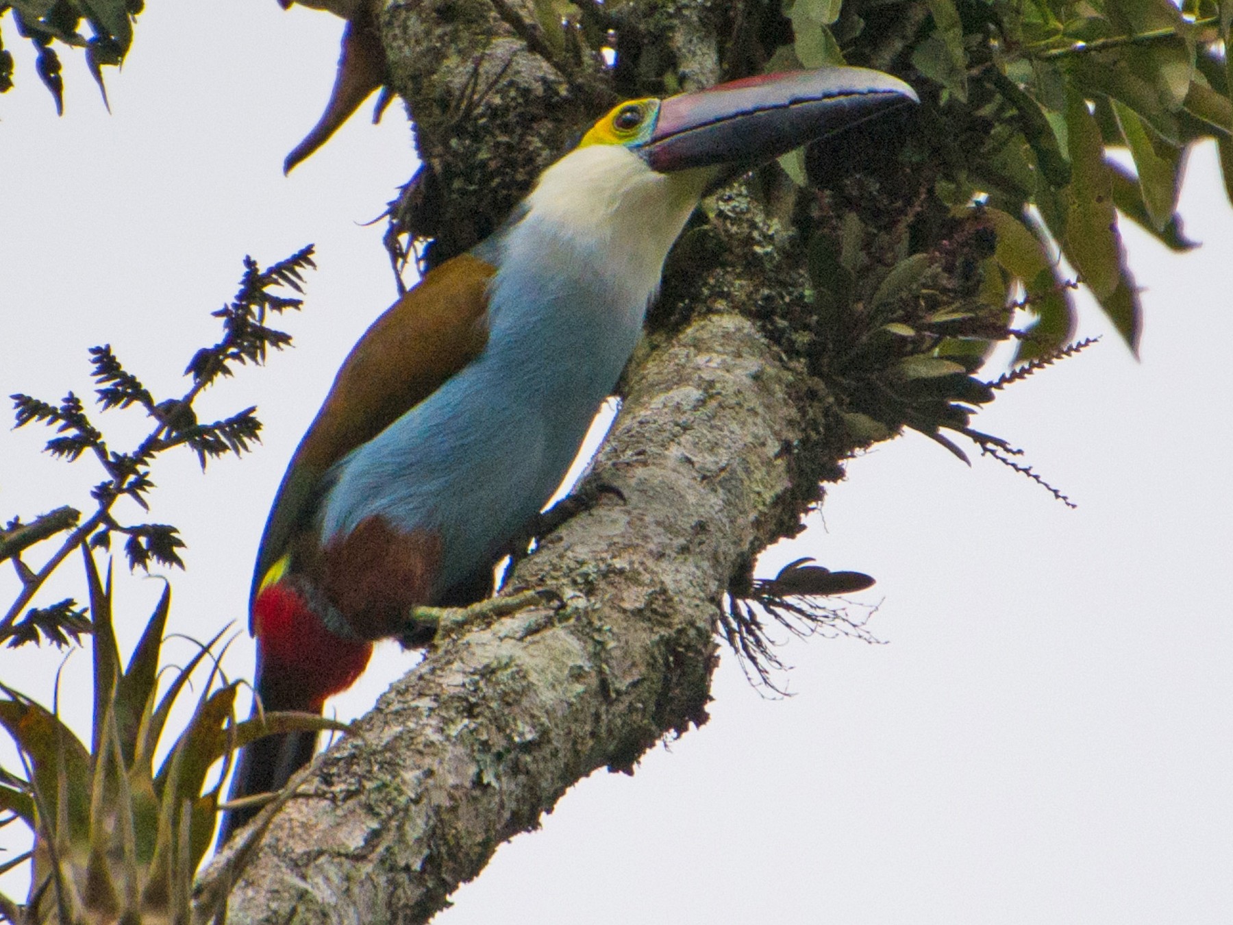 Black-billed Mountain-Toucan - Felipe  Vargas