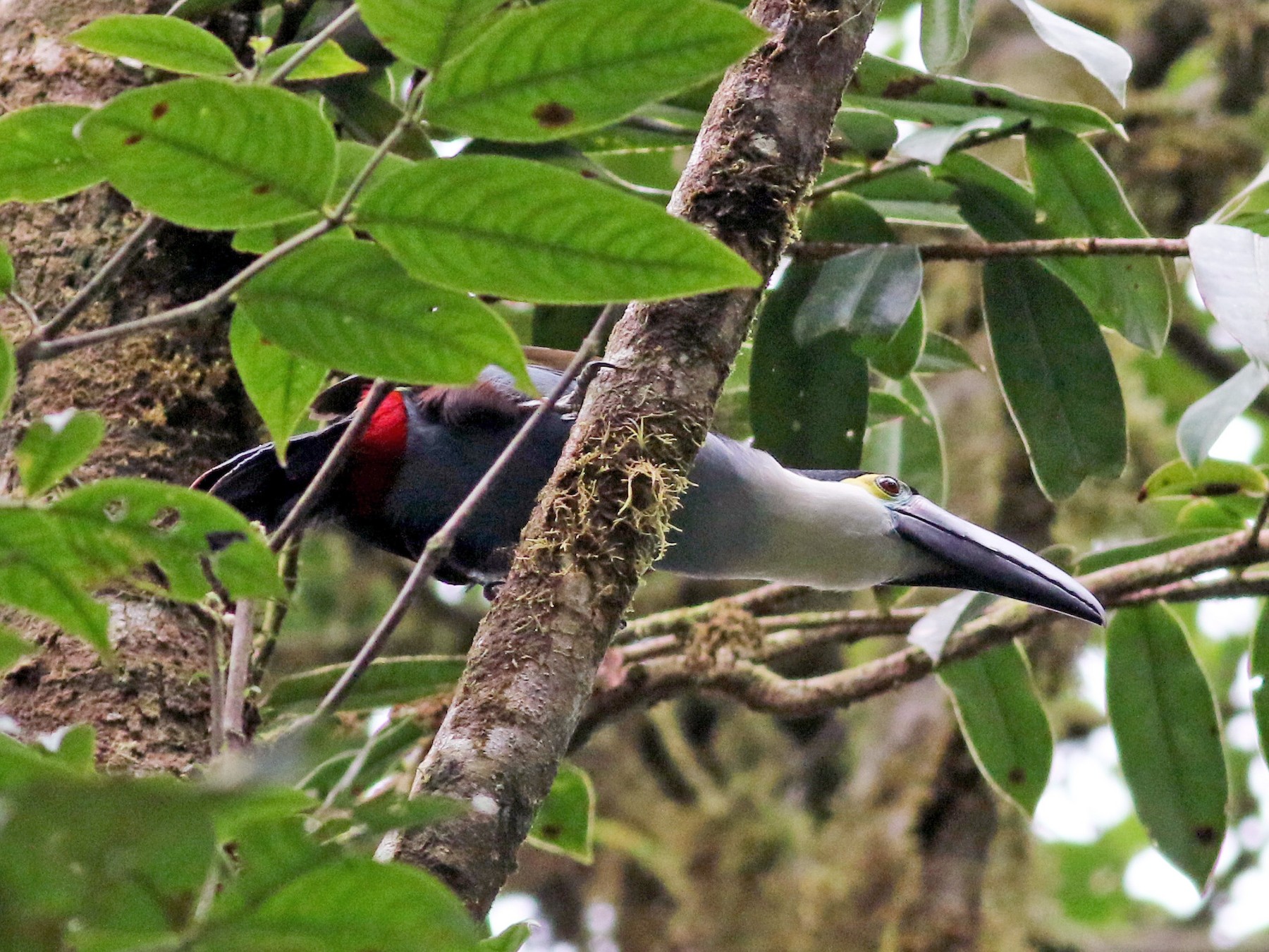 Black-billed Mountain-Toucan - Jay McGowan