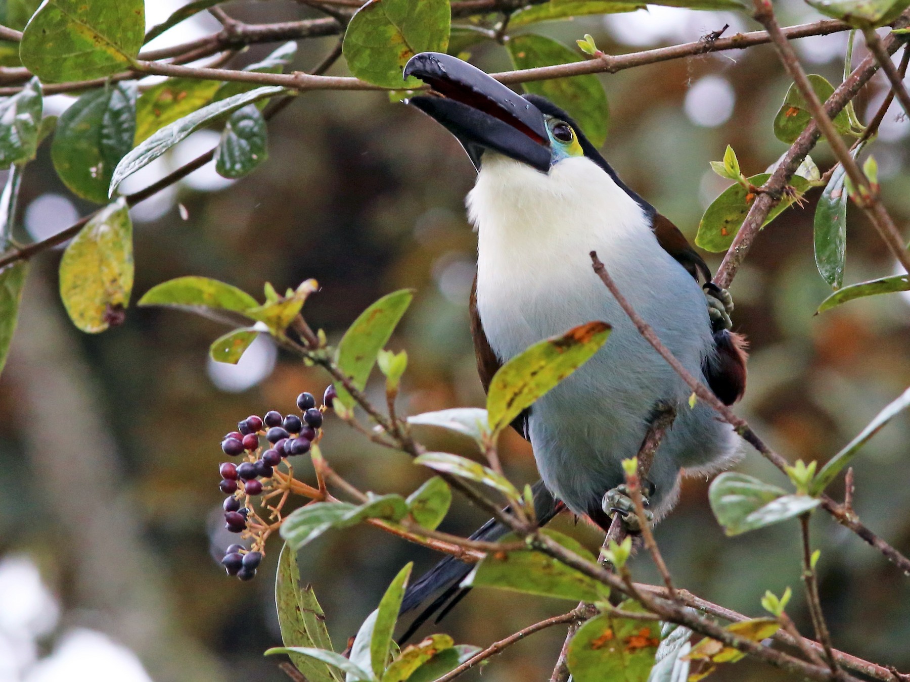 Black-billed Mountain-Toucan - Rohan van Twest