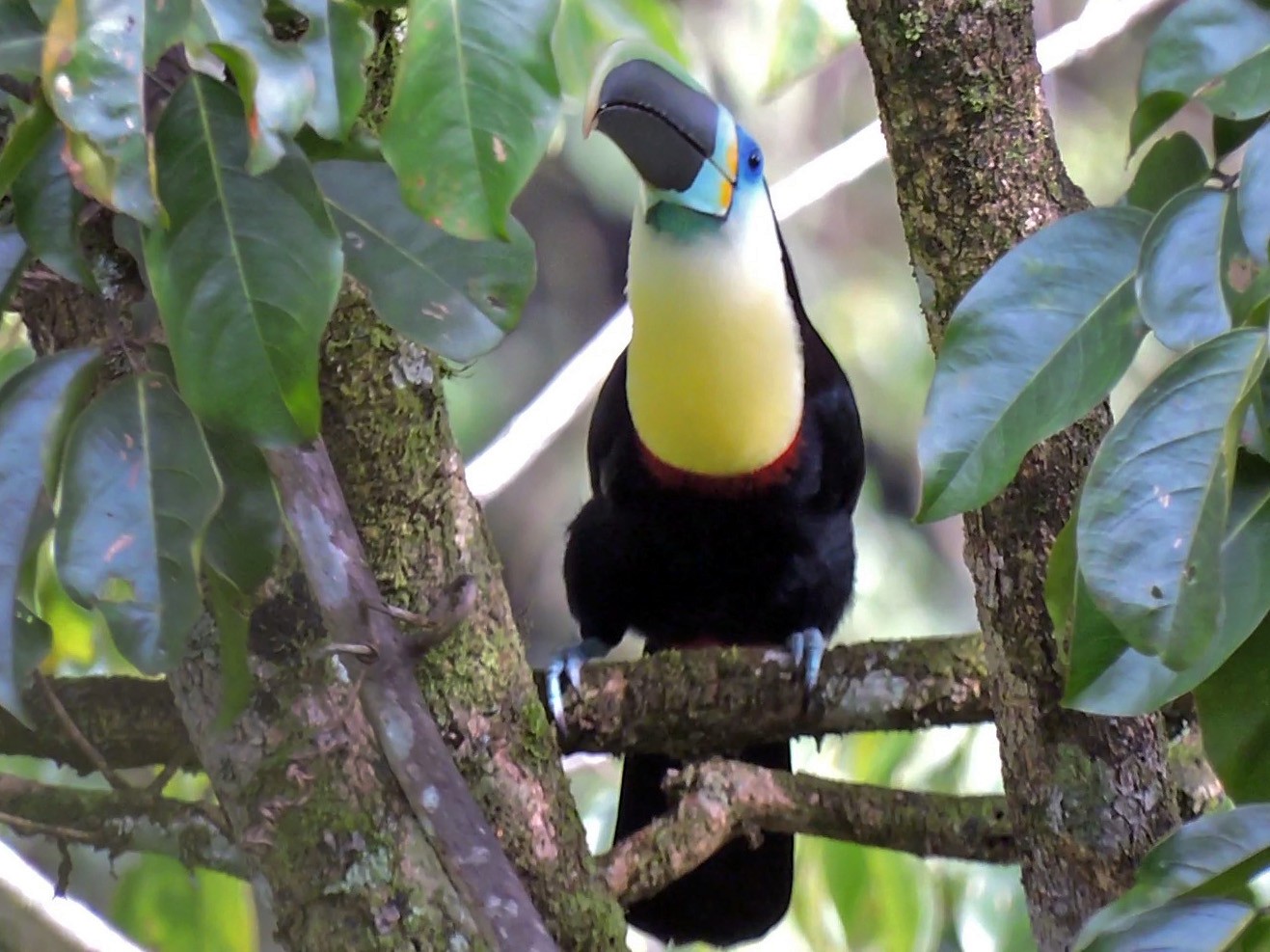 Channel-billed Toucan - Edwin Munera