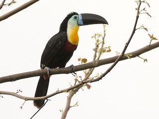 Adult (Channel-billed) - Jerome Foster - ML69501481