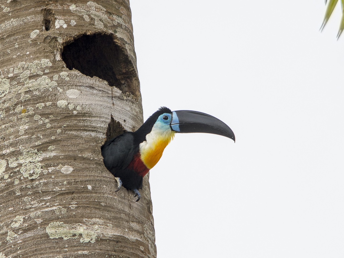 Channel-billed Toucan - Jerome Foster