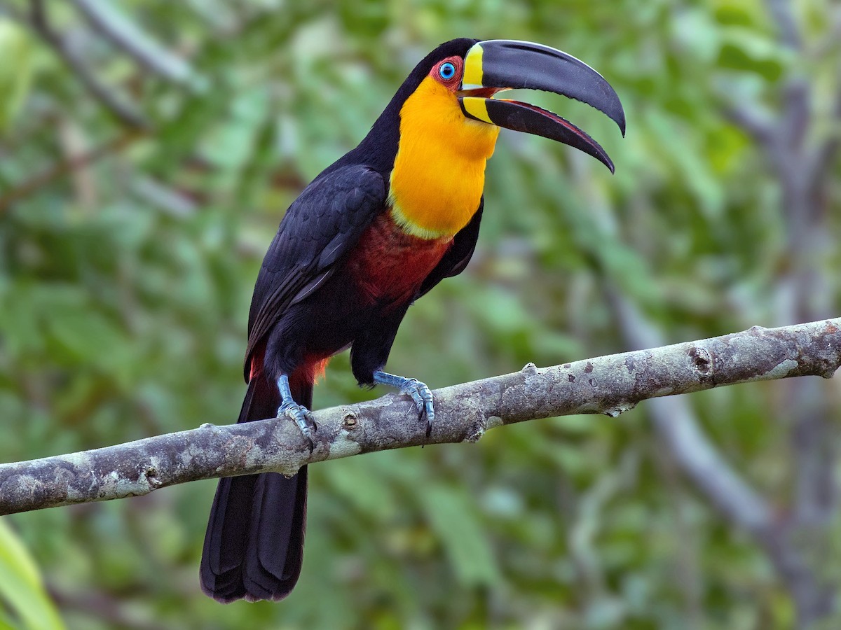 Channel billed Toucan Ramphastos Vitellinus Birds Of The World