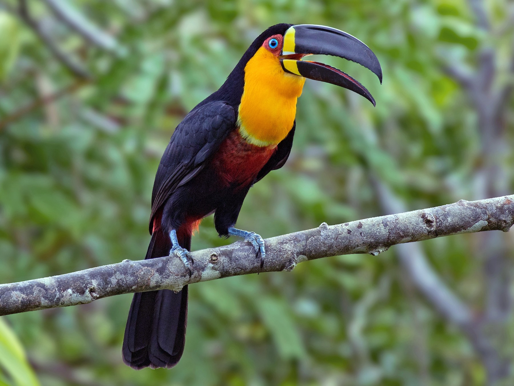 Channel Billed Toucan