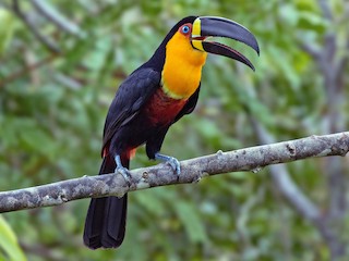  - Channel-billed Toucan