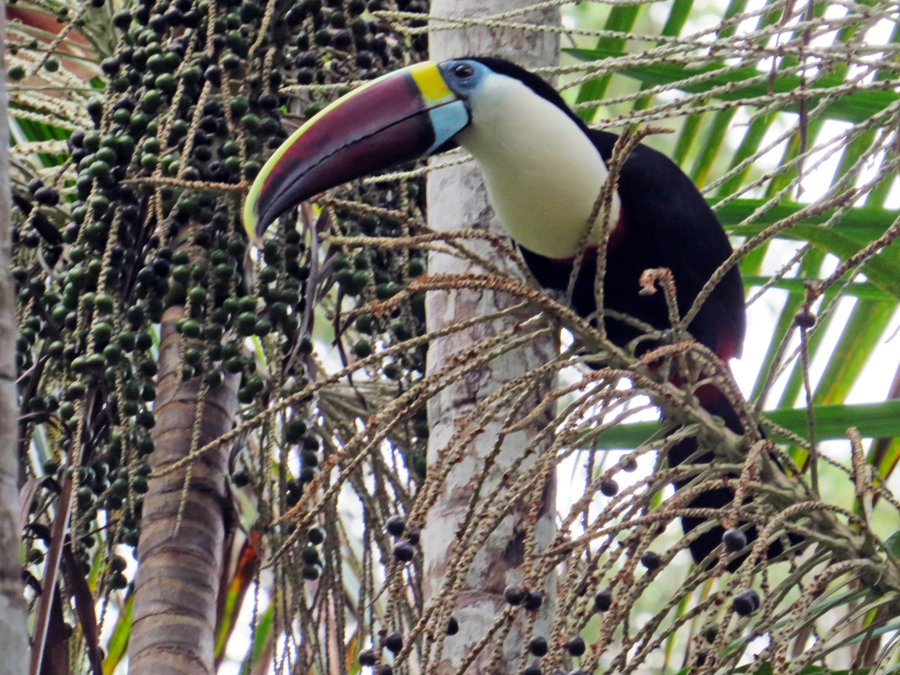 Channel-billed Toucan - eBird