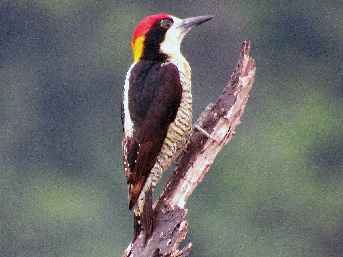 Beautiful Woodpecker - eBird