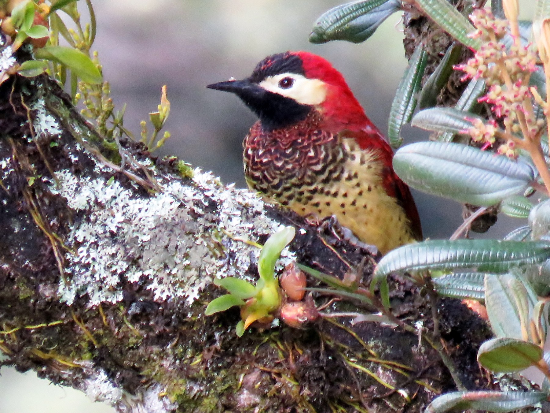 Crimson-mantled Woodpecker - Edward McKen
