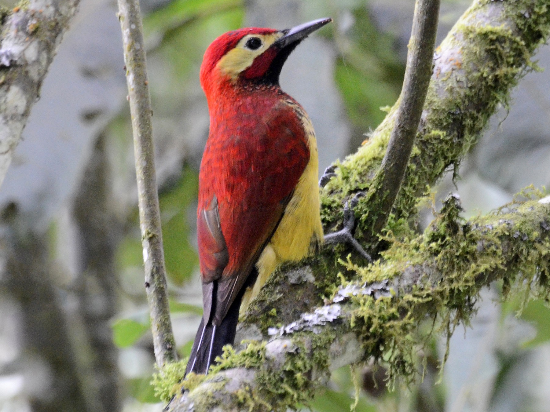 Crimson-mantled Woodpecker - David M. Bell