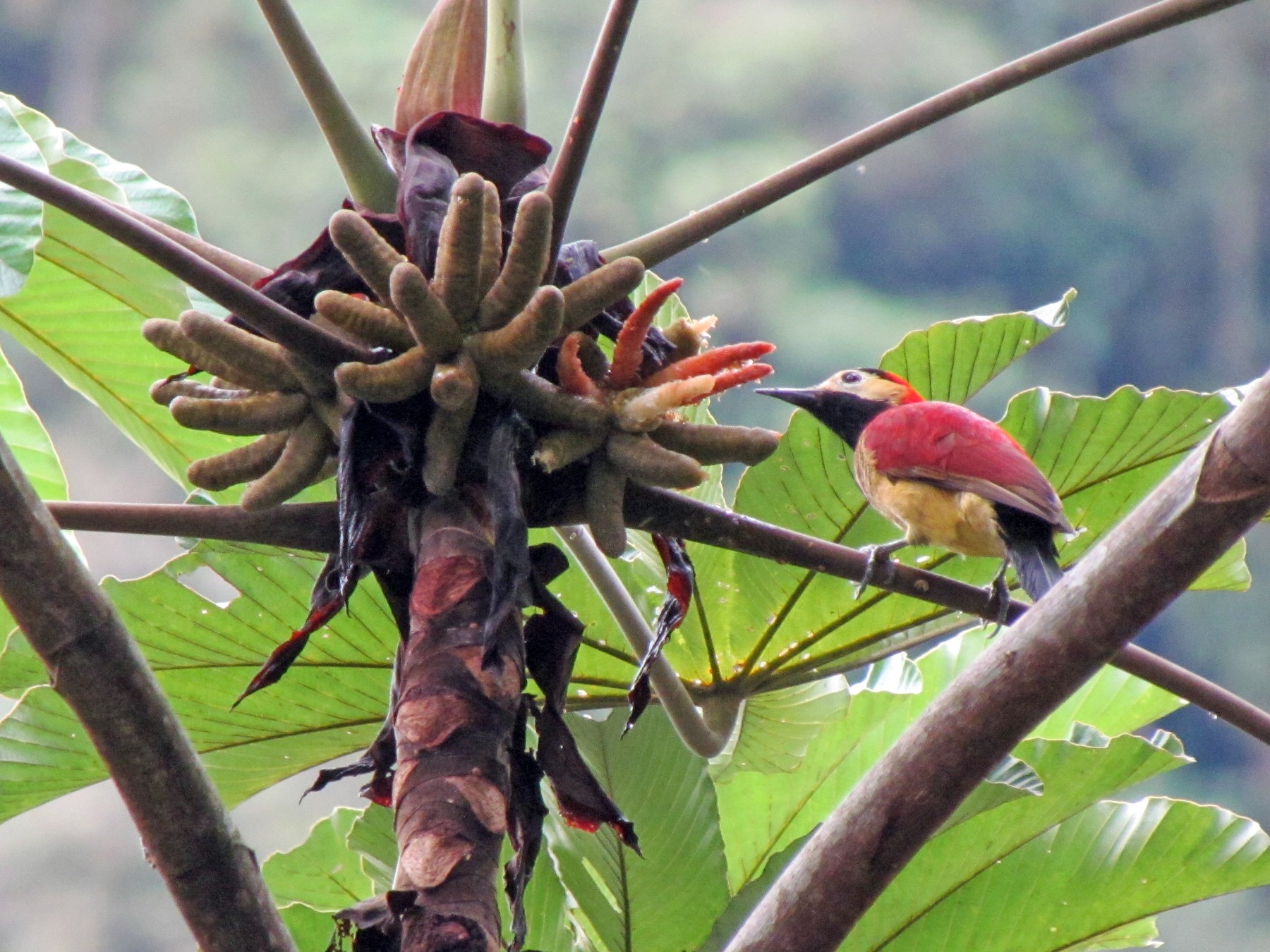 Crimson-mantled Woodpecker - Lisa Owens